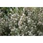 osmanthus (Osmanthus × burkwoodii)