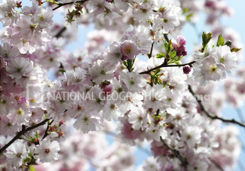 Image of Komar Spring Wall Mural - 368 X 254 Cm