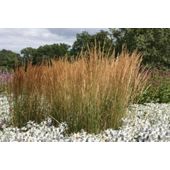 feather reed grass (Calamagrostis × acutiflora 'Karl Foerster')