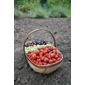 Traditional Sussex style trug