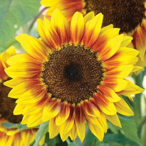 Image of Sunflower 'solar Flash' F1 Hybrid - 1 Packet (12 Seeds)