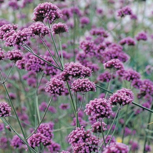 Image of Verbena Bonariensis - 1 Packet (200 Seeds)