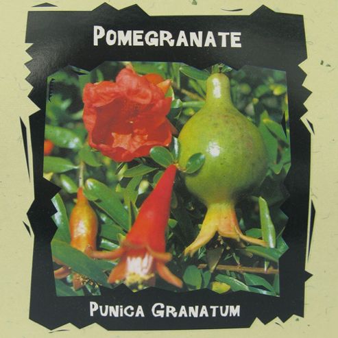 Image of Pomegranate - Exotic Seed Collection - 1 Packet (4 Seeds)