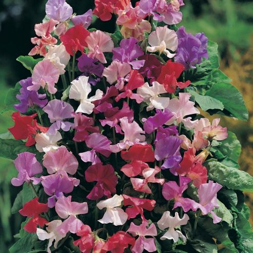 Image of Sweet Pea 'fragrantissima' - 1 Packet (35 Seeds)