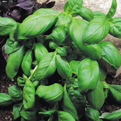Image of Basil 'sweet Green' - 1 Packet (400 Seeds)