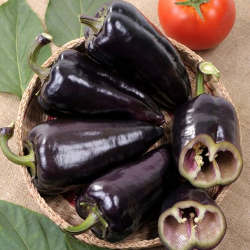 Image of Sweet Pepper 'black Knight' F1 Hybrid - 1 Packet (10 Sweet Pepper Seeds)