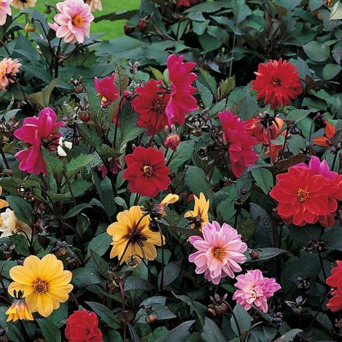 Image of Dahlia Variabilis 'redskin' - 1 Packet (30 Seeds)
