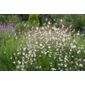 gaura (Gaura lindheimeri 'Whirling Butterflies')