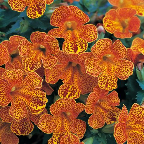 Image of Mimulus X Hybridus 'magic Yellow Flame' F1 Hybrid - 1 Packet (40 Seeds)