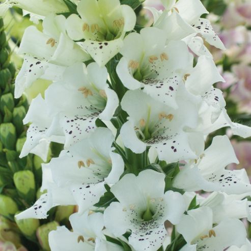 Image of Foxglove 'snowy Mountain' - 1 Packet (40 Seeds)