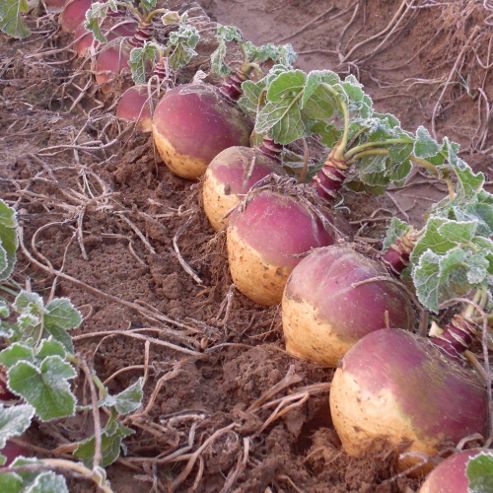 Image of Swede 'tweed' - 1 Packet (200 Suede Seeds)