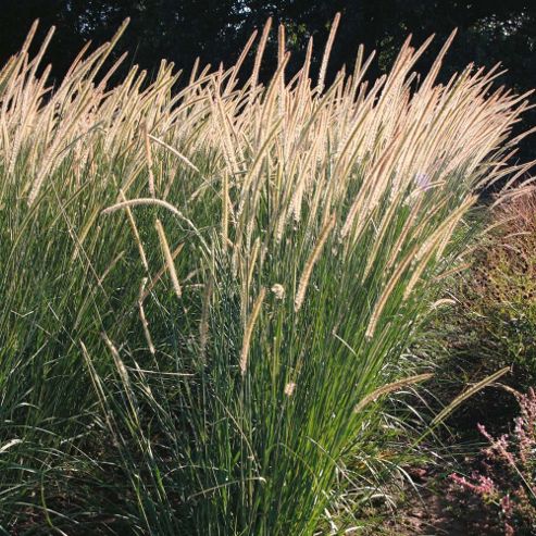 Image of Pennisetum Macrourum 'tail Feathers' - 1 Packet (20 Seeds)