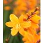 montbretia (Crocosmia × crocosmiiflora 'George Davison')