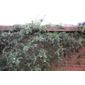 fern-leaved clematis (group 1) (Clematis cirrhosa var. balearica)