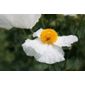 tree poppy (Romneya coulteri)