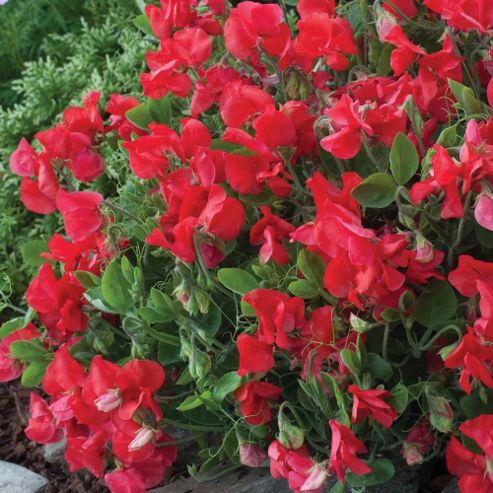 Image of Sweet Pea 'villa Roma Scarlet' - 1 Packet (20 Seeds)