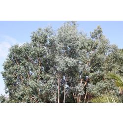cider gum (Eucalyptus gunnii)