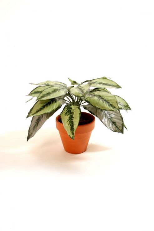 Image of Artificial 33cm Dieffenbachia Plant