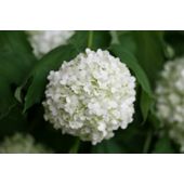snowball tree (syn. Sterile) (Viburnum opulus 'Roseum')