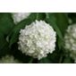 snowball tree (syn. Sterile) (Viburnum opulus 'Roseum')