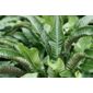hart's tongue fern (Asplenium scolopendrium)