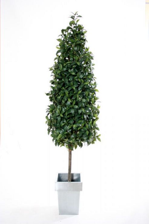 Image of Artificial 6ft Bay Laurel Tree Pyramid Topiary