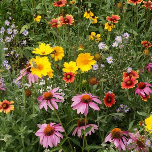 Image of Wildflower 'honey Bee Flower Mixed' - 1 Packet (1 Gram)