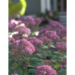 sevenbark (Hydrangea arborescens Invincibelle ('NCHA 1'))