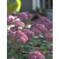 sevenbark (Hydrangea arborescens Invincibelle ('NCHA 1'))