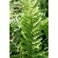 soft shield fern (Polystichum setiferum 'Plumosomultilobum')