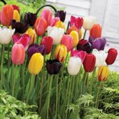 Tulip 'Everlasting' Mixture - 20 bulbs