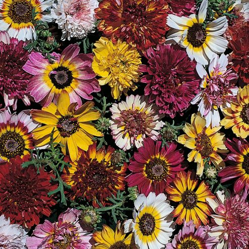 Image of Chrysanthemum Carinatum 'summer Festival' - 1 Packet (60 Seeds)