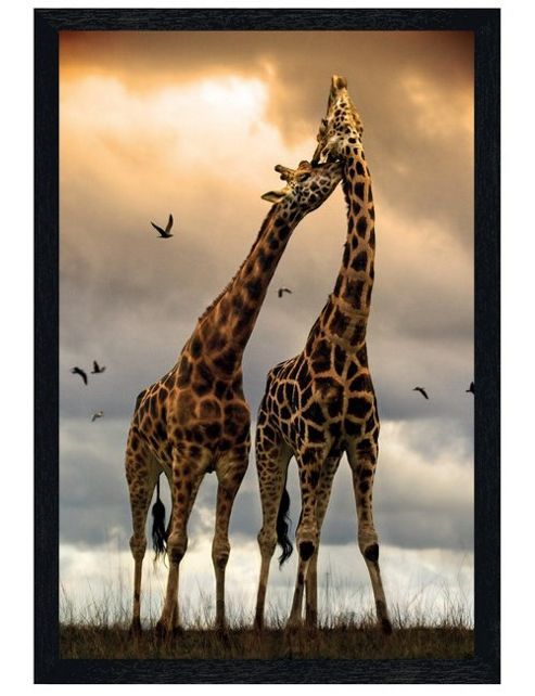 Image of Black Wooden Framed Giraffe Sunrise Poster