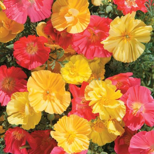 Image of Californian Poppy 'fruit Crush' - 1 Packet (150 Seeds)
