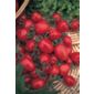 cherry tomato (tomato 'Red Alert')