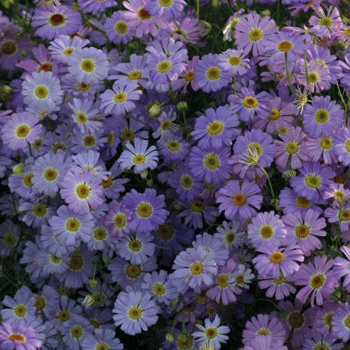 Image of Brachyscome Iberidifolia 'little Missy' - 1 Packet (200 Seeds)