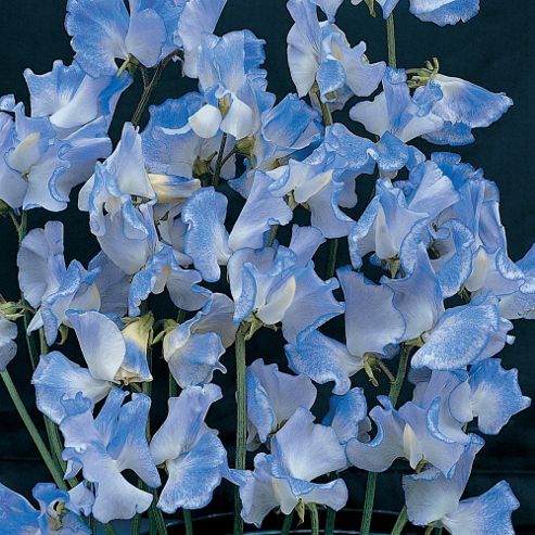 Image of Sweet Pea 'blue Ripple' - 1 Packet (25 Seeds)
