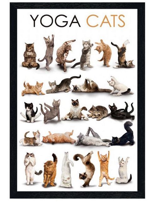 Image of Black Wooden Framed Yoga Cats Poster