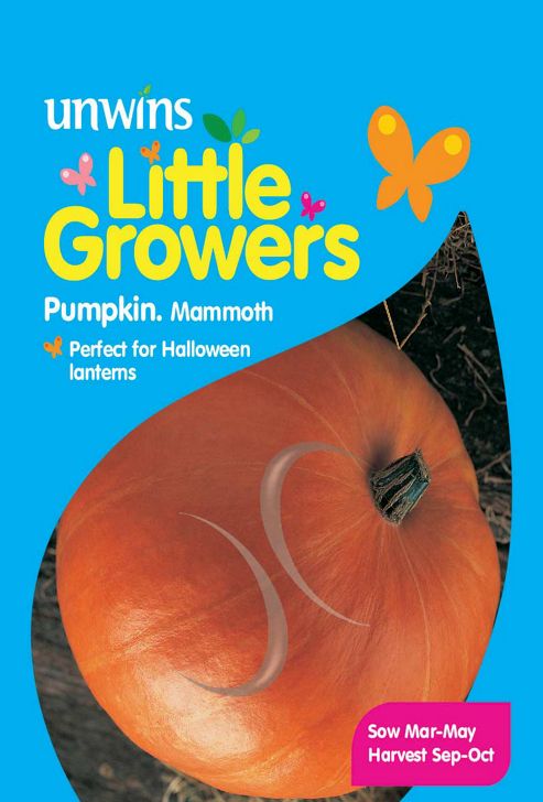 Image of Little Growers Pumpkin Mammoth