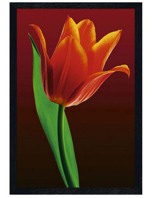 Image of Black Wooden Framed Tulip On Red Poster