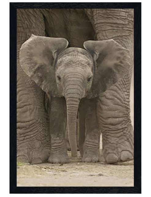 Image of Elephants Black Wooden Framed Elephant Calf Protected By Mother Poster