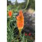 red hot poker (Kniphofia uvaria 'Nobilis')
