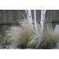 Mexican feather grass (Stipa tenuissima)