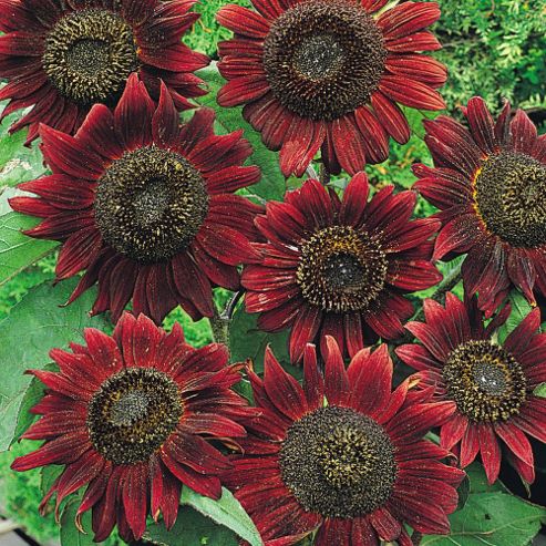 Image of Sunflower 'velvet Queen' - 1 Packet (18 Seeds)