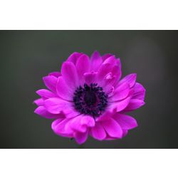 windflower bulbs (Anemone coronaria (Saint Bridgid Group) 'The Admiral')