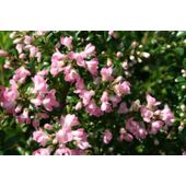 escallonia (Escallonia 'Apple Blossom')