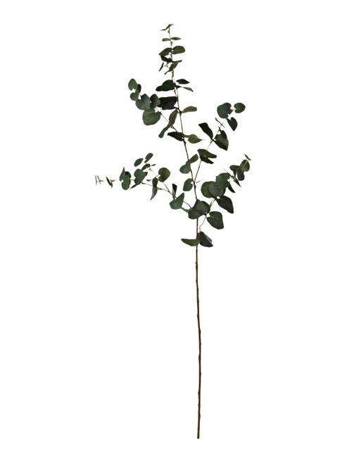 Image of Linea Eucalyptus Sprig In Olive