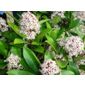 Japanese skimmia (male) (Skimmia japonica 'Rubella')