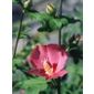 tree hollyhock (Hibiscus syriacus 'Woodbridge')