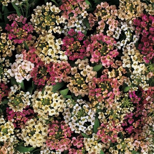 Image of Alyssum 'aphrodite Improved Mixed' - 1 Packet (150 Seeds)